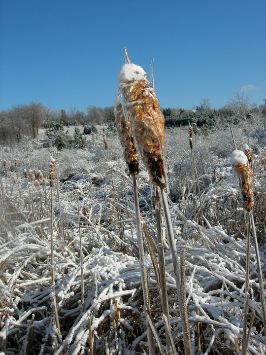Ice-covered Cattails