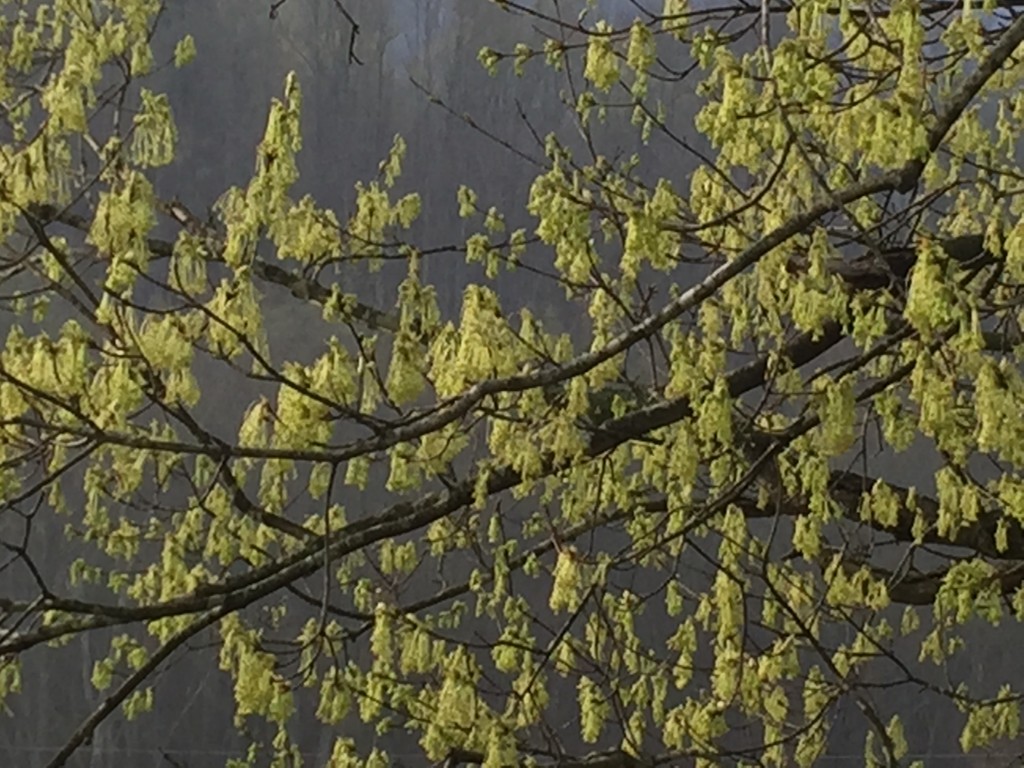 It is finally fully spring.  I miss the jacquard looms.  This kind of image always makes me think of weaving.  I love the light in the greenish yellow and the gray.